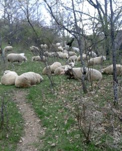 Ovejas en la senda